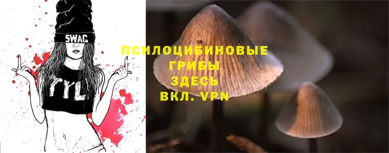 закладки  Прокопьевск  Псилоцибиновые грибы Cubensis 